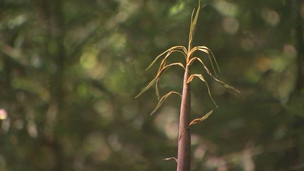 Invasive bamboo shoots into neighbor’s yard in east Charlotte