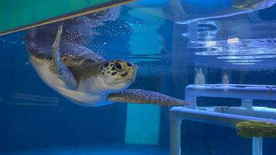 Ocean temperature change threatens sea turtles off Carolina coast