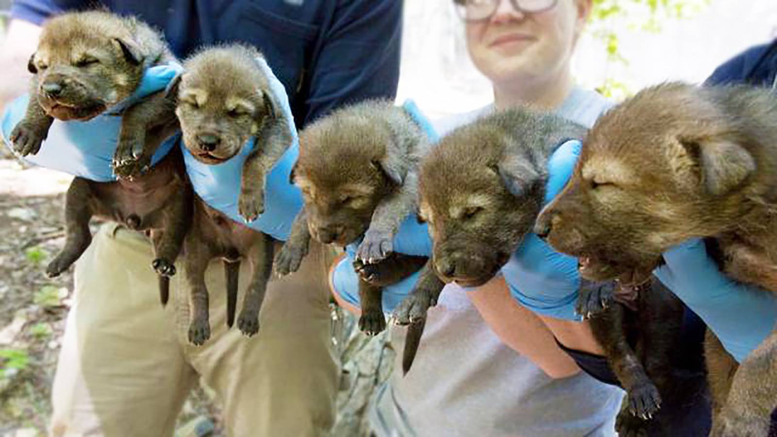 2 red wolf puppies born at North Carolina Zoo die – WSOC TV