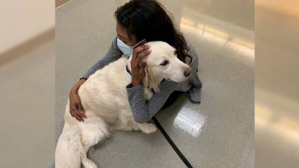 Therapy dog helps healthcare workers deal with stress on the job
