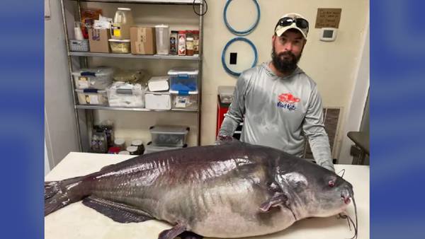 Big catch: Man who reeled in 118-pound catfish could set Tennessee state record