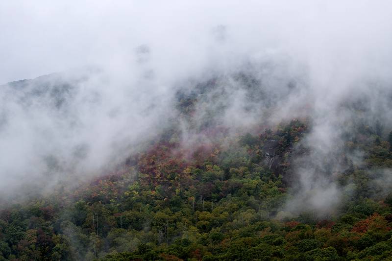 While fog typically obstructs views, during autumn, it can serve as a striking contrast for vibrant fall color, as seen here near Rough Ridge on the Blue Ridge Parkway (Milepost 302.8). Color is just starting to appear along areas of the Blue Ridge Parkway 3,500 feet and under in elevation. However, as one travels along the parkway's higher elevations, such as Rough Ridge (4,773 feet), vivid fall foliage is nearly impossible to miss.