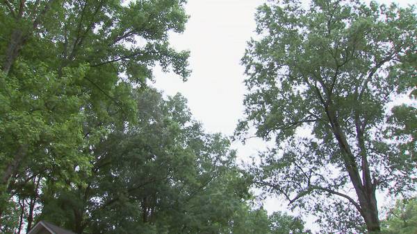 City of Charlotte discusses proposed ordinance that would affect older trees