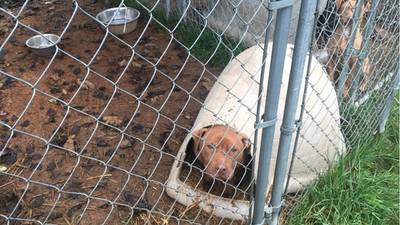 Dozens of dogs removed from suspected dogfighting ring in Washington, deputies say