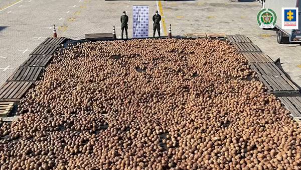 Police seize nearly 20,000 coconuts filled with liquid cocaine, destined for Italy