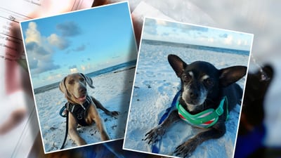 Pet owners say Seresto flea collars hurt, killed their dogs