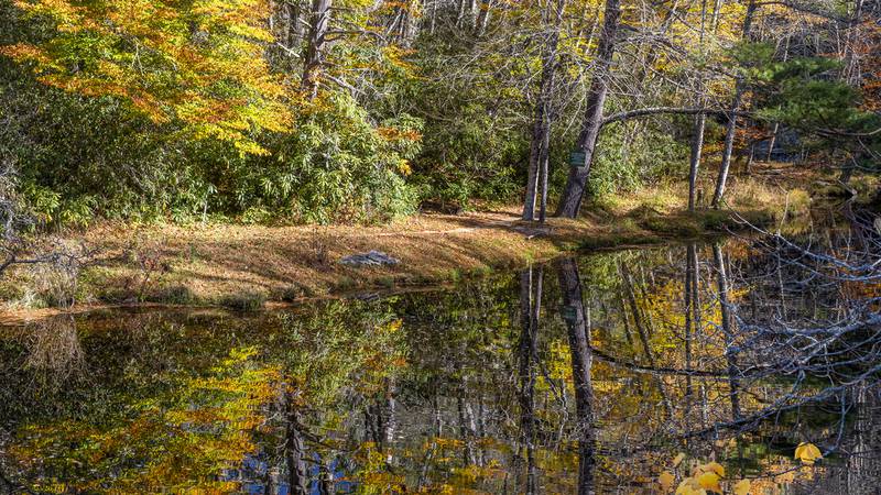 Oct. 23, 2022: Finding fall color along an area pond or stream adds the special experience of viewing the vibrant colors reflected in the water, a scene that often looks like a painting. This photo was taken at the Linville River.