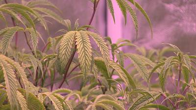 Local hemp grower pushes for bill that would legalize medical marijuana in North Carolina
