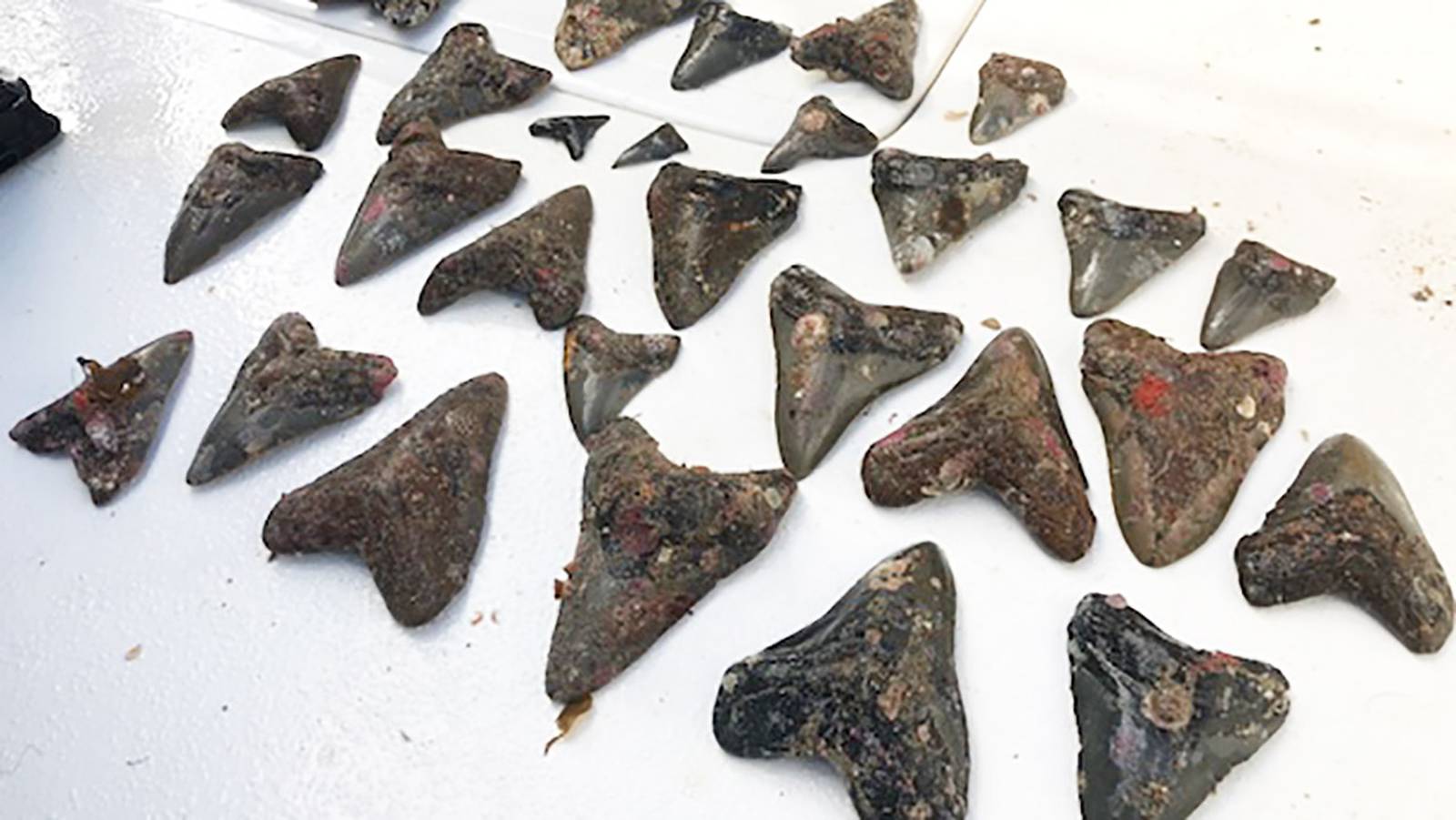 NC Coast is hot spot for prehistoric Megalodon shark teeth – WSOC TV