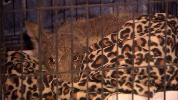 What is it? Animal rescue experts unsure of what animal a Pennsylvania woman rescued
