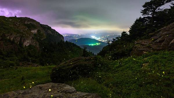 Grandfather Mountain to host viewings of rare synchronous fireflies