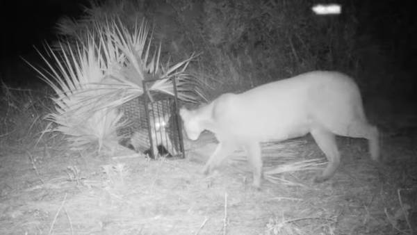 Watch: Florida panther kitten’s reunion with mother caught on camera