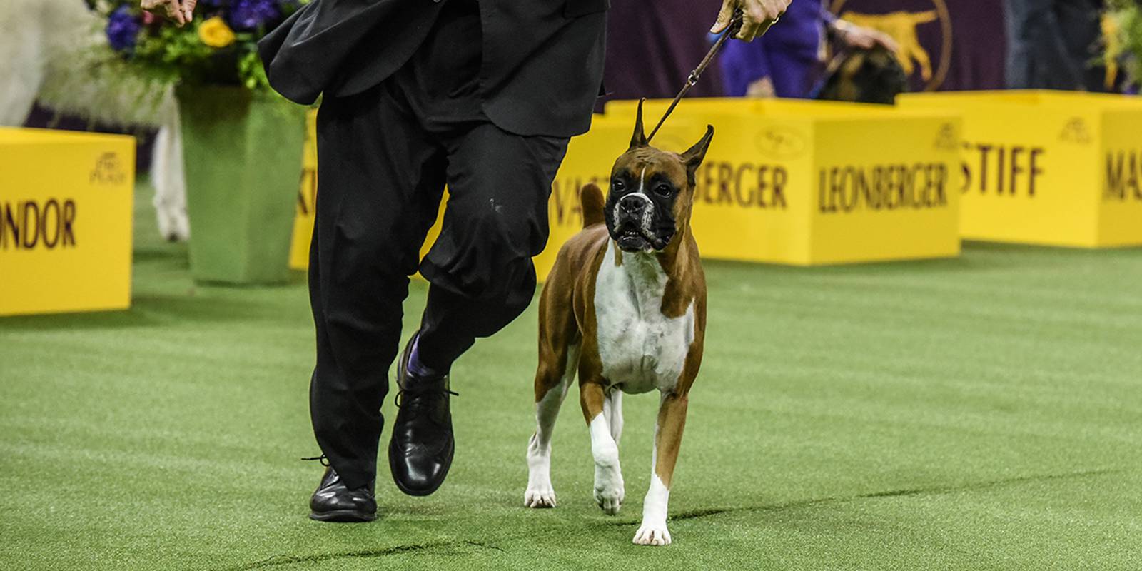 Westminster Dog Show 2020: See the best in show, group winners – WSOC TV
