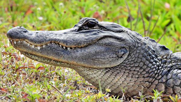 Alligator kills person in SC retention pond, police say