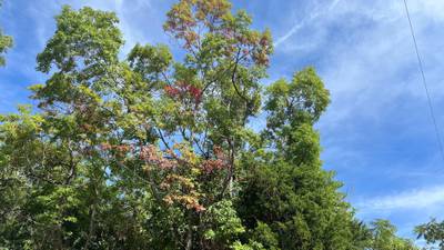 Fall colors already popping in the Carolinas, thanks to cooler weather