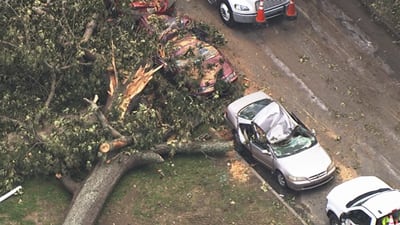 Storms knock dozens of trees onto homes, cars in Salisbury