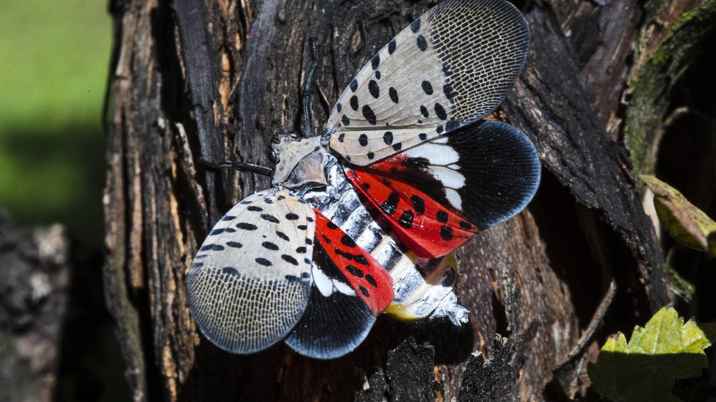 Invasive spotted lanternfly sighting confirmed in North Carolina