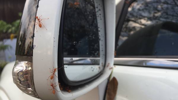 SPONSORED: Ants in your car: How to deal