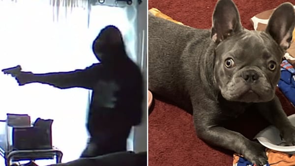 Robber holds Charlotte woman at gunpoint in home, steals French bulldog