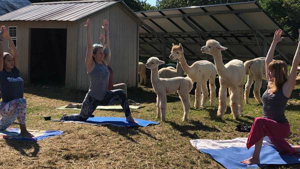Strike a pose: Local farm offers yoga with alpacas