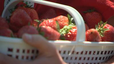 Unseasonably warm temperatures benefiting picking season for local strawberry farms