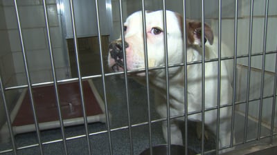 As renovations near completion, Charlotte animal shelter asks for help again