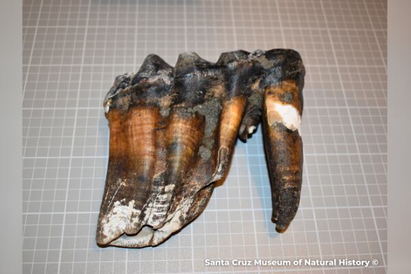 Woman finds ancient mastodon tooth on California beach