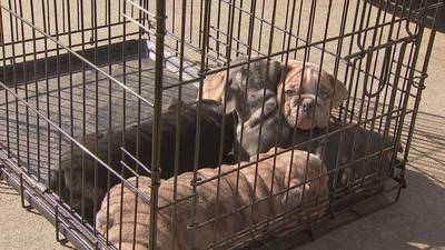 Suspects who stole 4 English Bulldog puppies lead officers on multi-state pursuit, police say