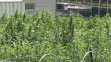 Start date set for marijuana dispensary on Western NC reservation