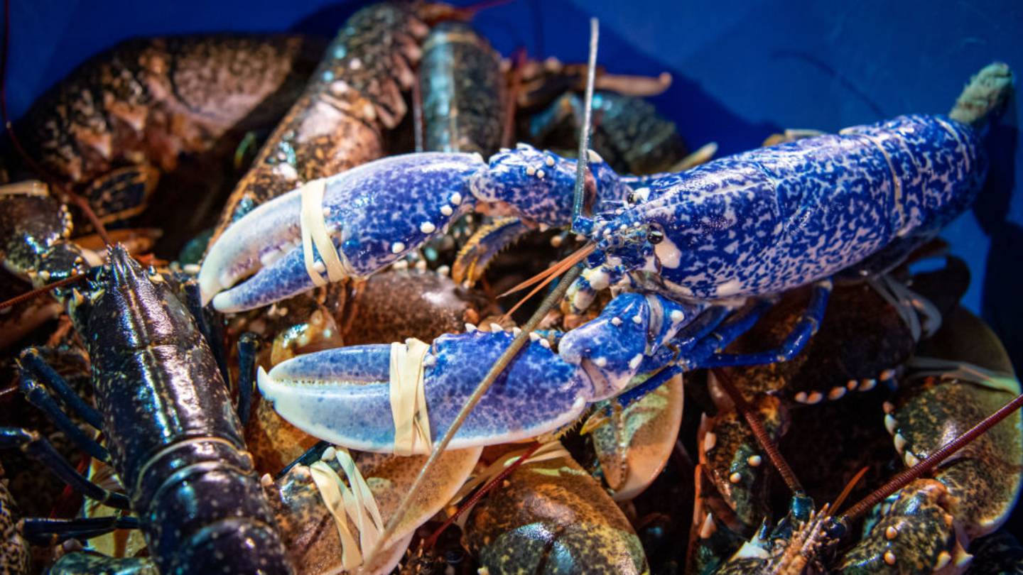 Maine anglers catch rare blue lobster; crustacean will live in restaurant tank