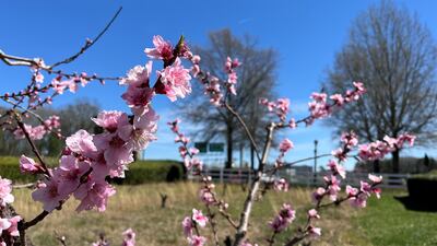 Spring has sprung: Tree pollen increases due to rain, warm weather