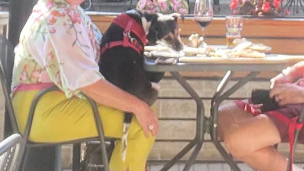 Inspector visita restaurante tras foto de perro comiendo de plato