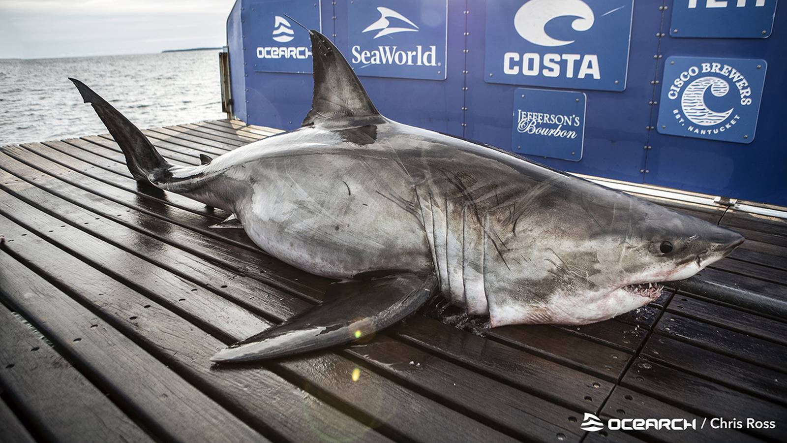 Nearly 12foot long great white shark ‘Freya’ tagged off Outer Banks