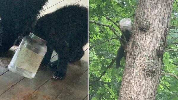 NC officials: Bear cub rescued after getting head stuck in container