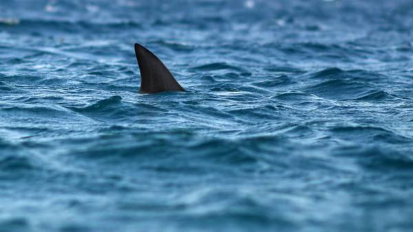Surfer in California kicked a shark’s head during attack, survives