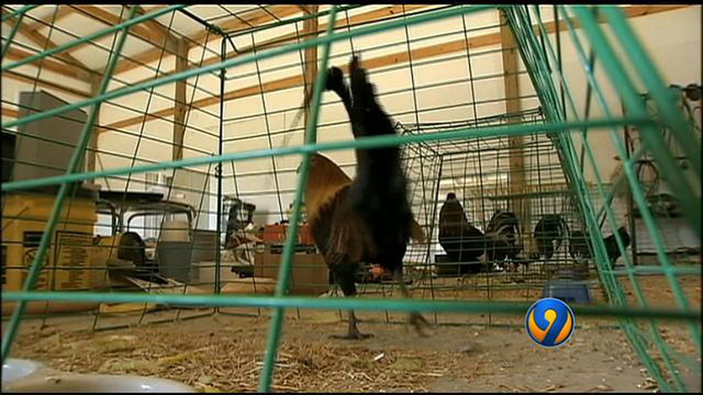 Roosters Seized In Cockfighting Ring Find Home Wsoc Tv 