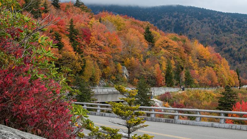 Oct. 22, 2023: The past week has been spectacular, with more to come as fall colors continue to make their way down to lower elevations. The area around the Linn Cove Viaduct has been especially vibrant this season, attracting thousands of visitors looking to see this engineering marvel surrounded by a kaleidoscope of color.