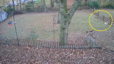 ‘The buck came charging’: Deer attacks family dog in south Charlotte backyard