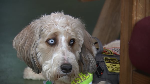Therapy dogs help Charlotte firefighters’ mental health