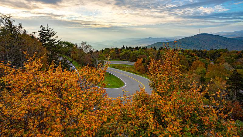 Oct. 10, 2023: Bright hues of witch hazel highlight this iconic view of Forrest Gump Curve on the drive up to the top of Grandfather Mountain. Witch hazel is among the many seasonal plant species that also brighten up the fall color landscape. Likewise, unique and colorful in this area of the park right now are the red berries of mountain ash and the yellow flowers of goldenrod. This vantage point can be found at Cliffside Overlook.