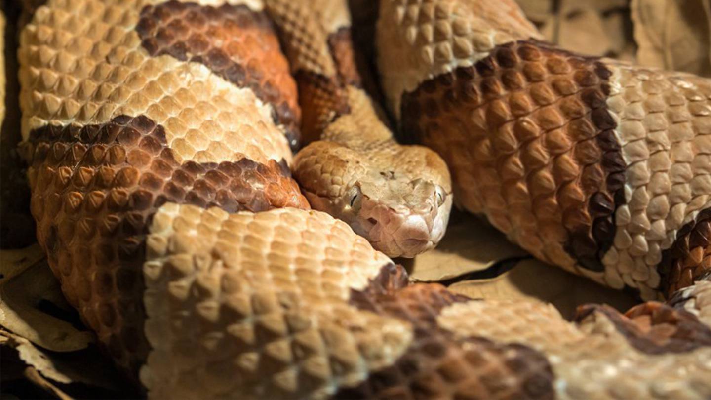 Expect To Start Seeing Baby Copperhead Snakes Emerge In North Carolina Wsoc Tv