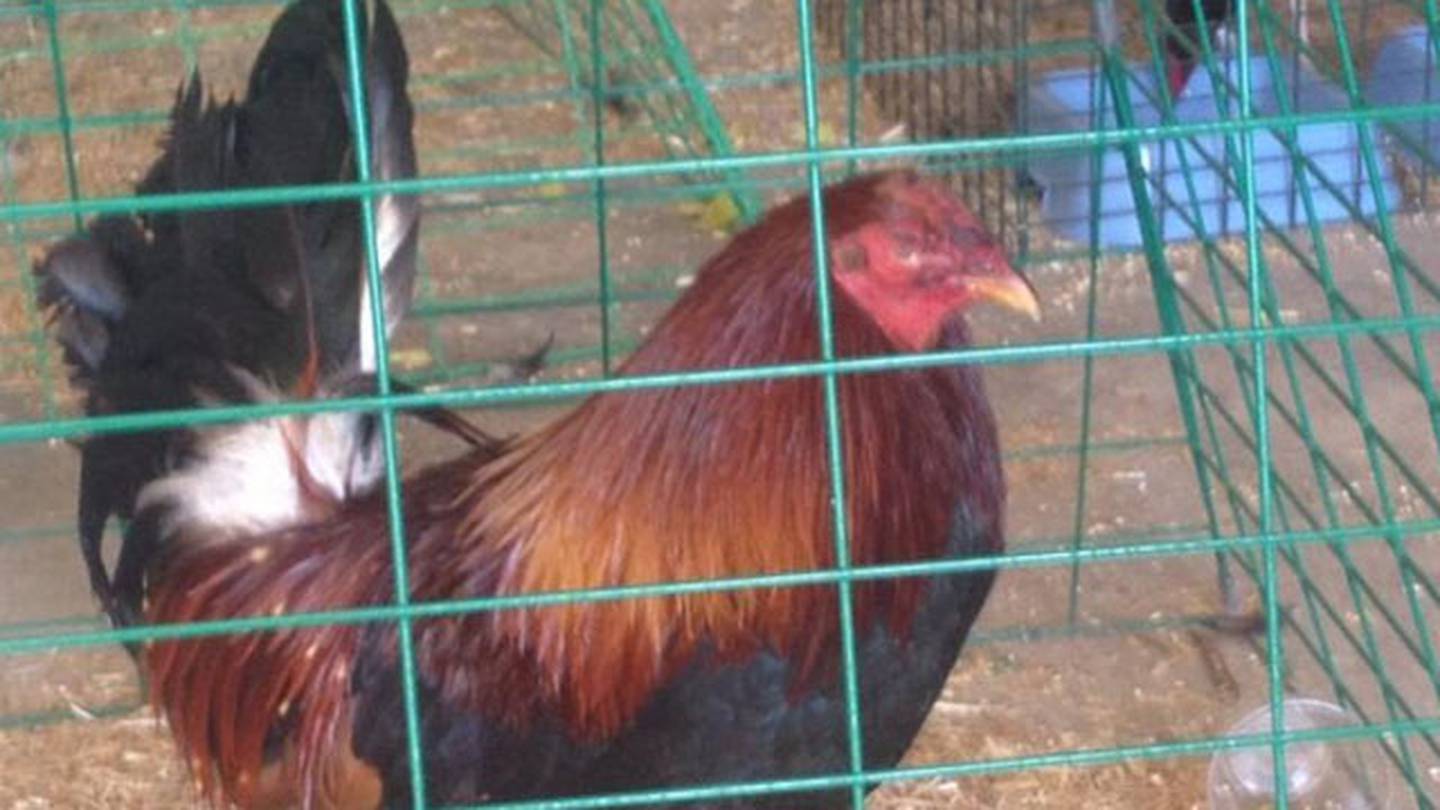 Roosters Seized From Cockfight Ring Could Be Euthanized Wsoc Tv 