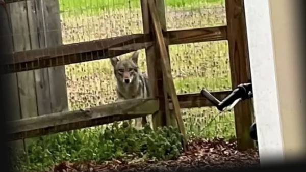 Coyote sightings across Charlotte on the rise