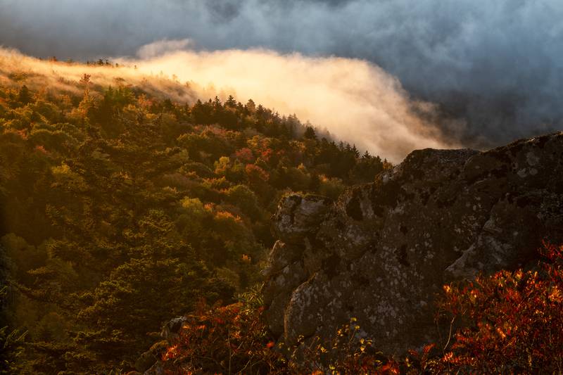 Fall color descends Grandfather Mountain's slopes, past the nonprofit nature park's upper switchbacks and into a sea of clouds below, during sunrise this morning, Oct. 11.
