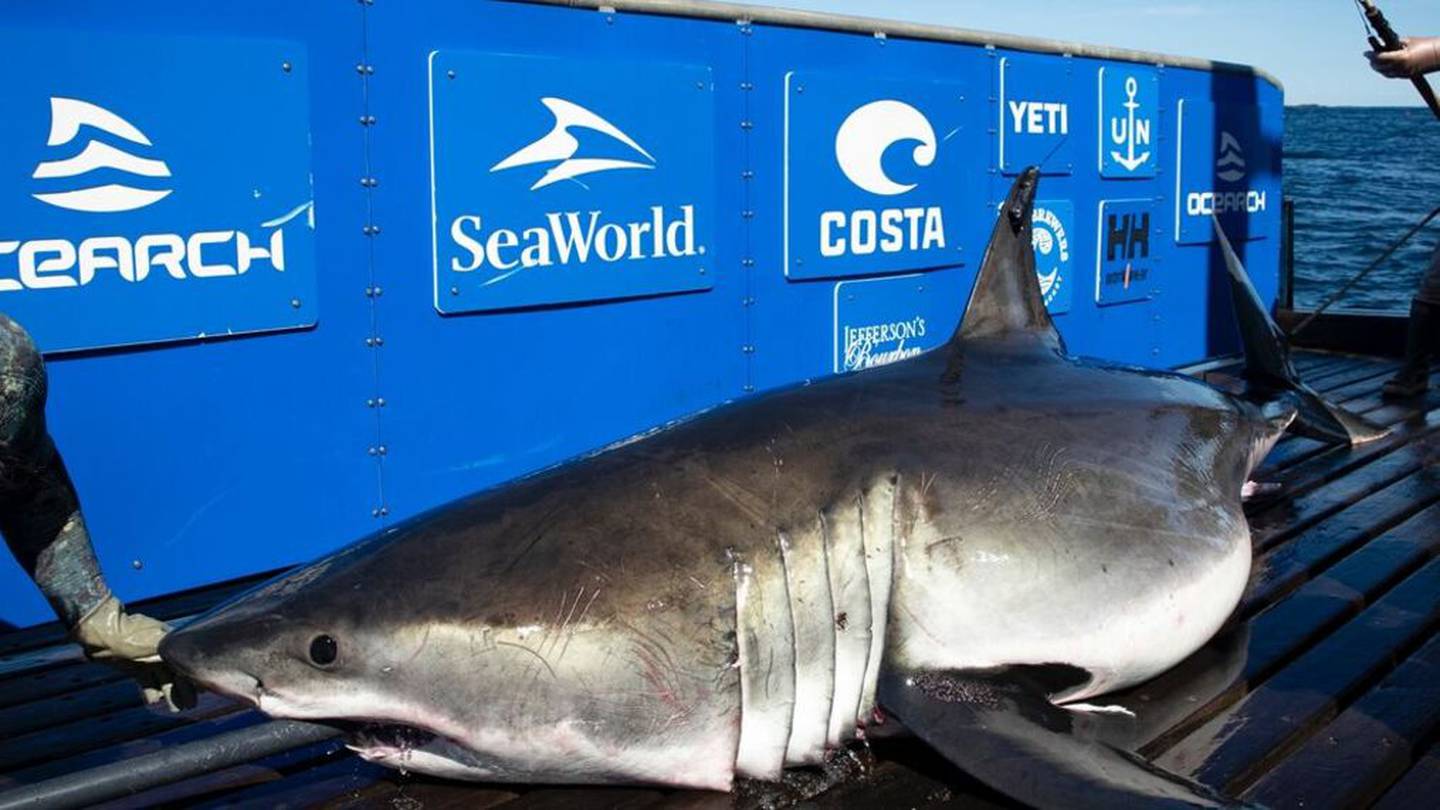 ‘Anomaly’ 1,400pound great white shark pings offshore near Myrtle