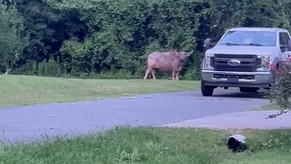 ‘Too unreal’: Chinese water buffalo captured after roaming east Charlotte neighborhood