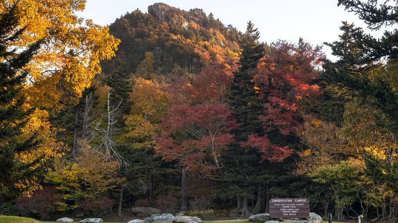 Oct. 9, 2022: The highest elevations are bursting with color and also offer a vantage point of the vibrant upper slopes of the mountain. This view is looking up at Linville Peak from the Conservation Campus, about halfway up the mountain.