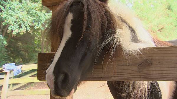 Carolina Strong: Rescue horses ease mental health challenges at Mint Hill ranch