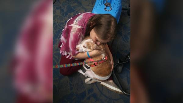 Dog surrendered by owner at Charlotte Douglas airport; rescue tries to find home