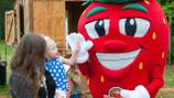Strawberry Festival canceled due to threat of inclement weather